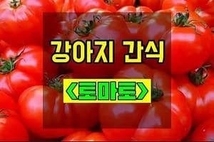 강아지-토마토-간식-thumbnail